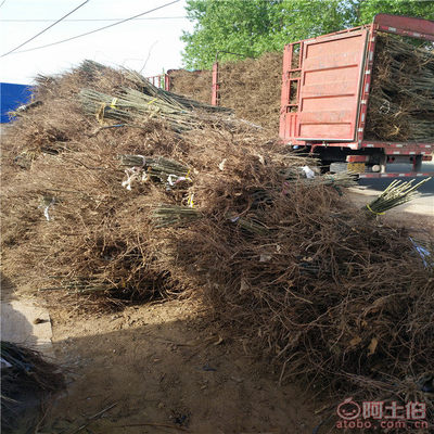 2018年高50公分大紅袍板栗苗價格、廠家及供應商信息概覽